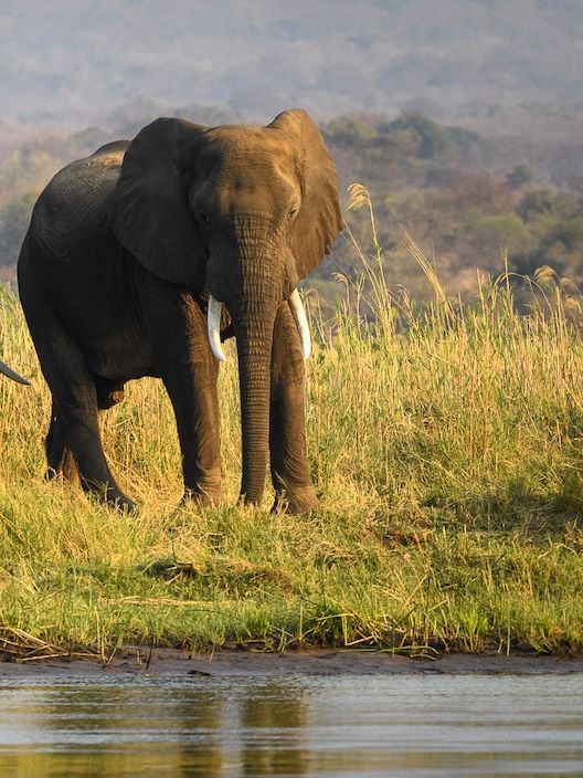 Wilderness Experiences Canoe Zimbabwe Wildlife Elephant