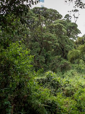 Wilderness Rwanda Landscape Rainforest