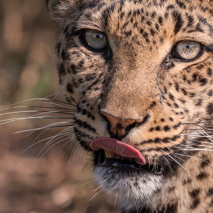 Leopards have a strong legacy at Mombo - close up of leopard