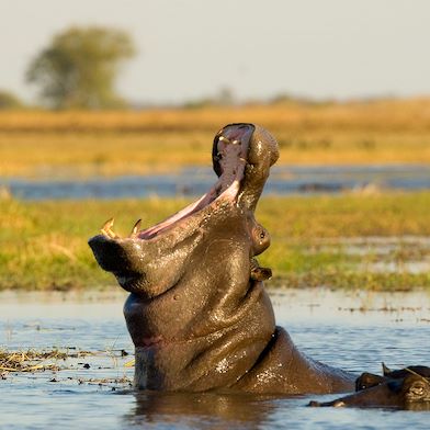 Wilderness Shumba Hippo Yawning in Busanga Plains