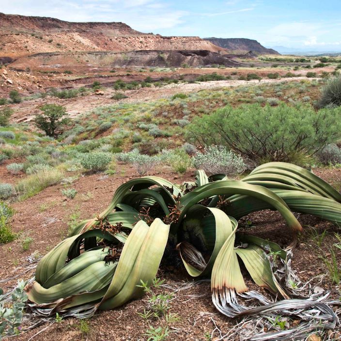 Doro Nawas Camp Namibia Gallery National Plant