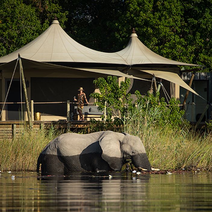 Wilderness Dumatau Botswana Elephant In Lagoon