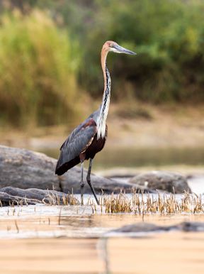 Wilderness Serra Cafema Namibia Wildlife Goliath Heron