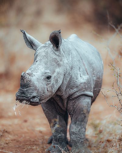 Wilderness Desert Rhino Camp World Rhino Day