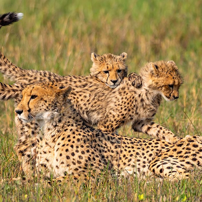 Little Vumbura Botswana Wildlife Cheetah Family