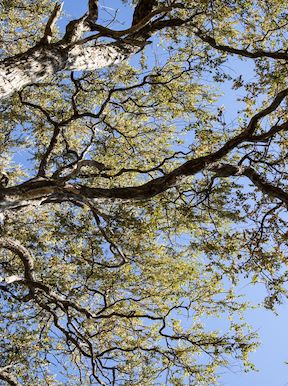 Wilderness Botswana Woodlands