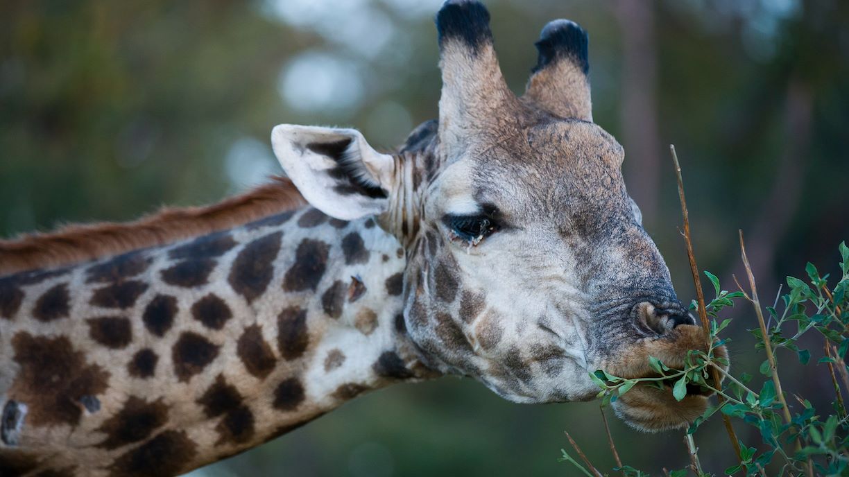 Wilderness Hwange Giraffe Conservation