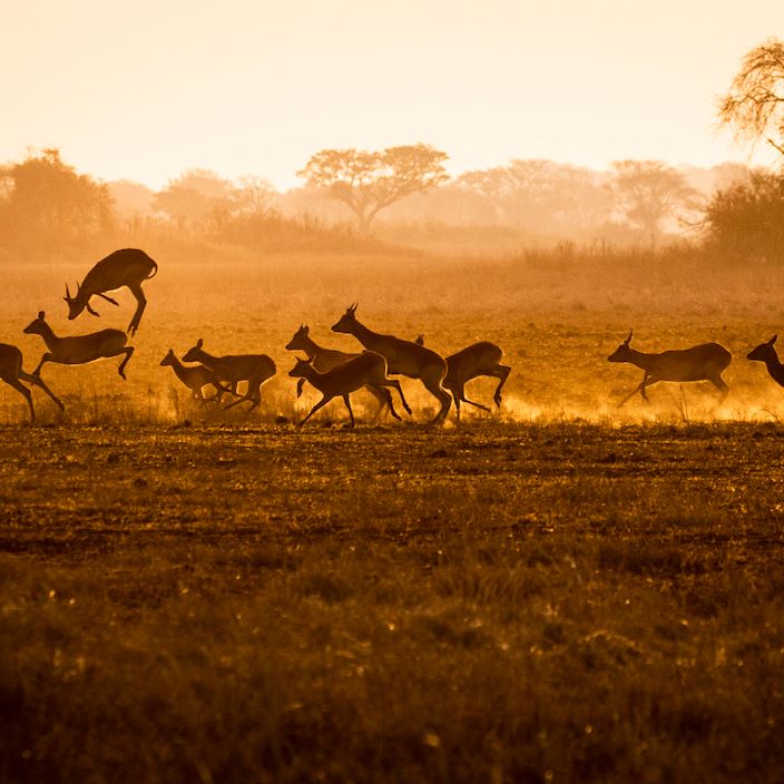 Wilderness Busanga Bush Camp Zambia Puku Running