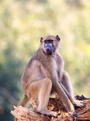 Wilderness Chikwenya Zimbabwe Wildlife Baboon