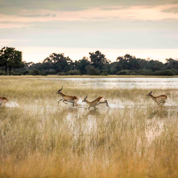 Wilderness Vumbura Plains Botswana Lechwe Running in Water
