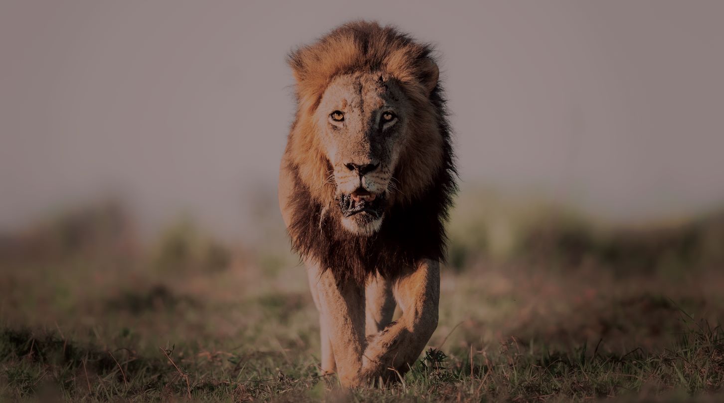 Male lion walking in grassland