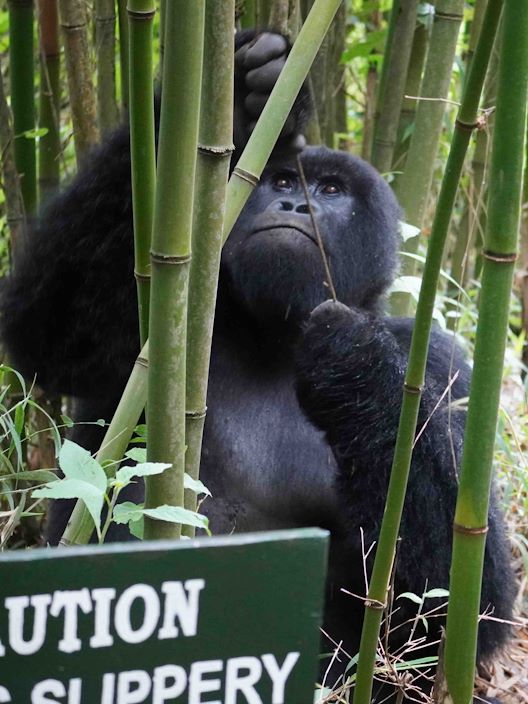 Wilderness Sabyinyo Gorillas in Camp