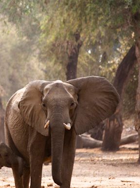 Wilderness Chikwenya Zimbabwe Wildlife Elephant