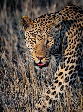 Wilderness Botswana Wildlife Leopard