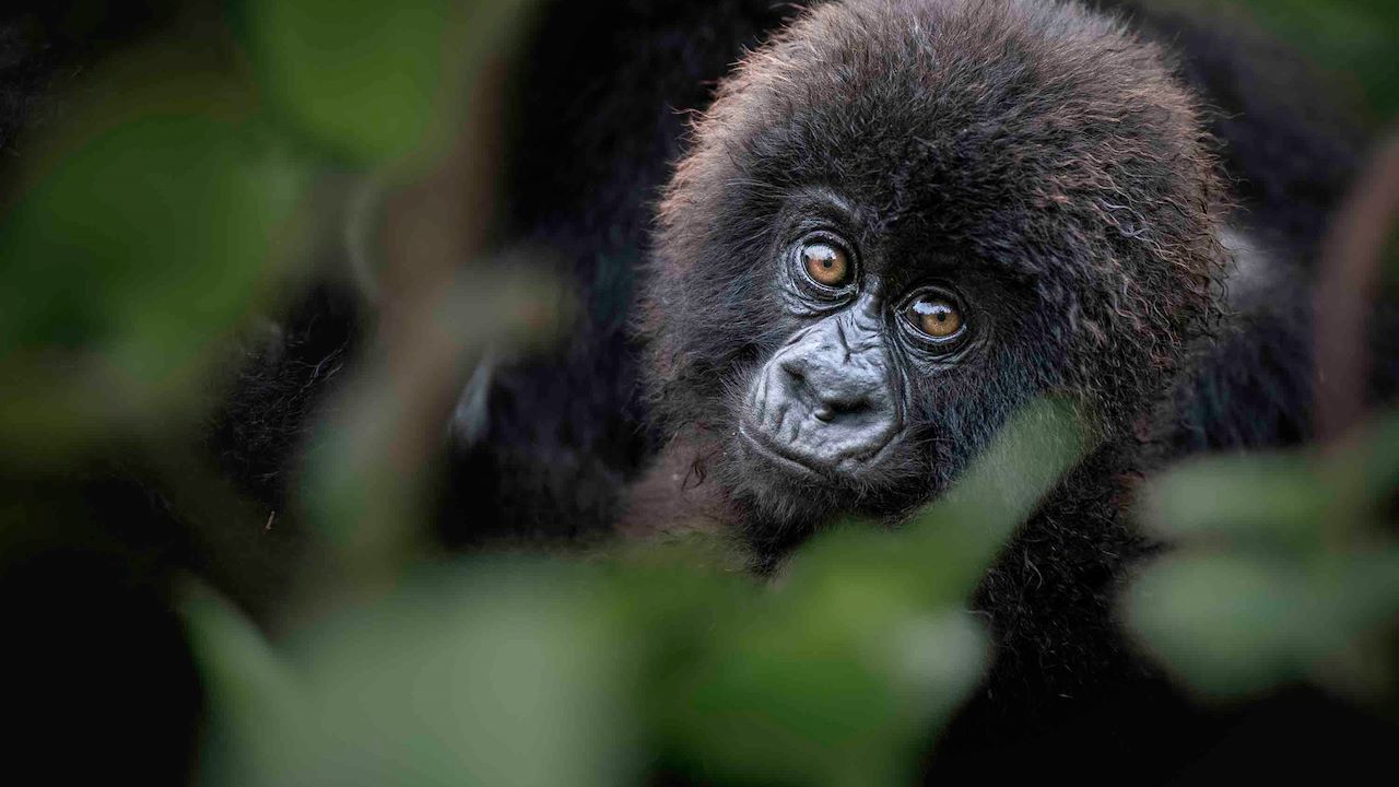 Mountain Gorilla at Wilderness Bisate Rwanda