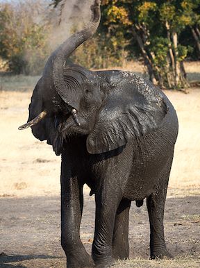 Wilderness Hwange Wildlife Elephant