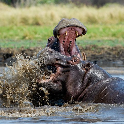 Wilderness Zambia Wildlife Hippo Fight