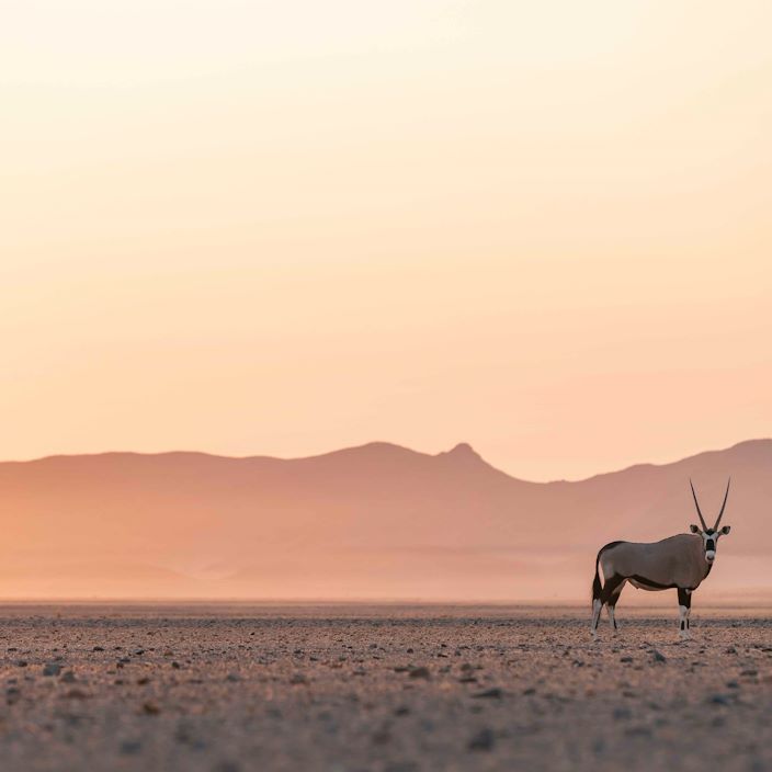 Wilderness Little Kulala Namibia Oryx In Dunes