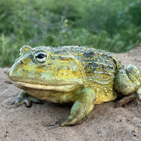 Beytell’s bullfrog (Pyxicephalus beytelli)