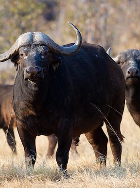 Vumbura Plains Botswana Wildlife Buffalo