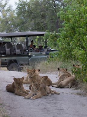 Wilderness Dumatau Botswana Activities Game Drive
