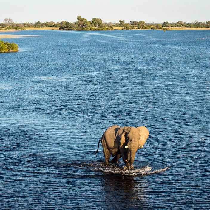 Wilderness Jacana Botswana Elephant In Water