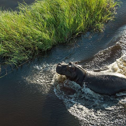 Wilderness Mombo Botswana Hippo In Water
