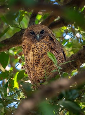 Wilderness Botswana Okavango Wildlife Pels Fishing Owl