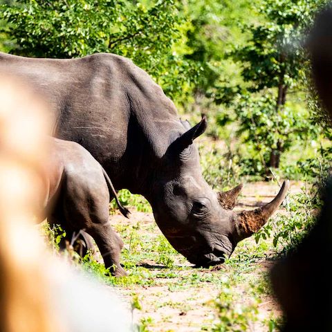 Wilderness Impact Protect Wildlife Rhino