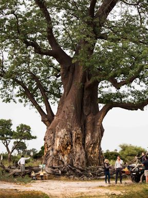 Wilderness Mombo Botswana Gallery Baobab Bob