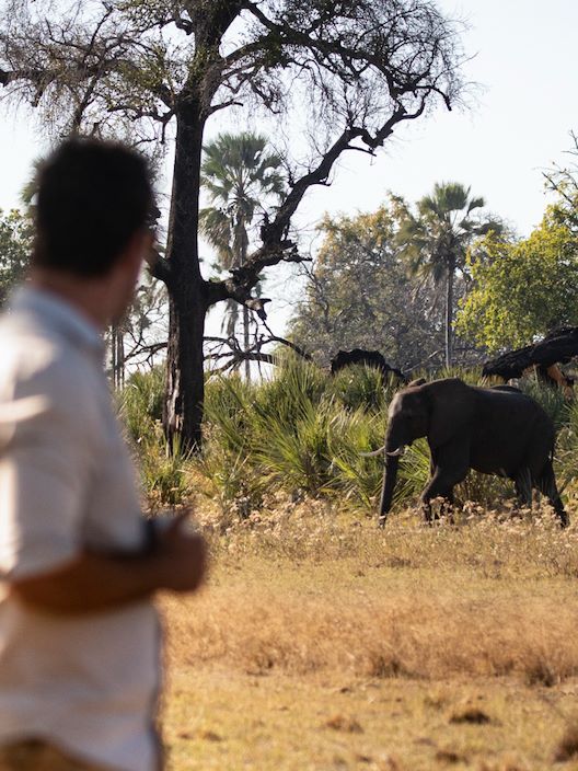 Wilderness Pelo Botswana Activities Walking