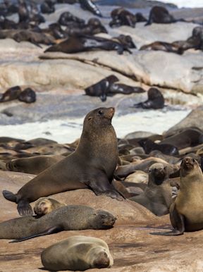 Wilderness Hoanib Skeleton Coast Namibia Wildlife Cape Fur Seal