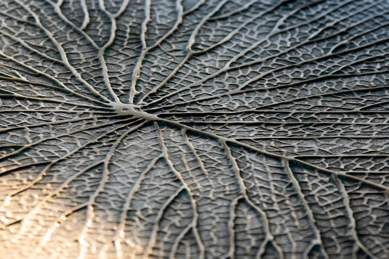 Wilderness Botswana Eperiences Decor Water Lily