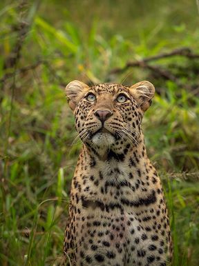 Wilderness Rwanda Wildlife Leopard