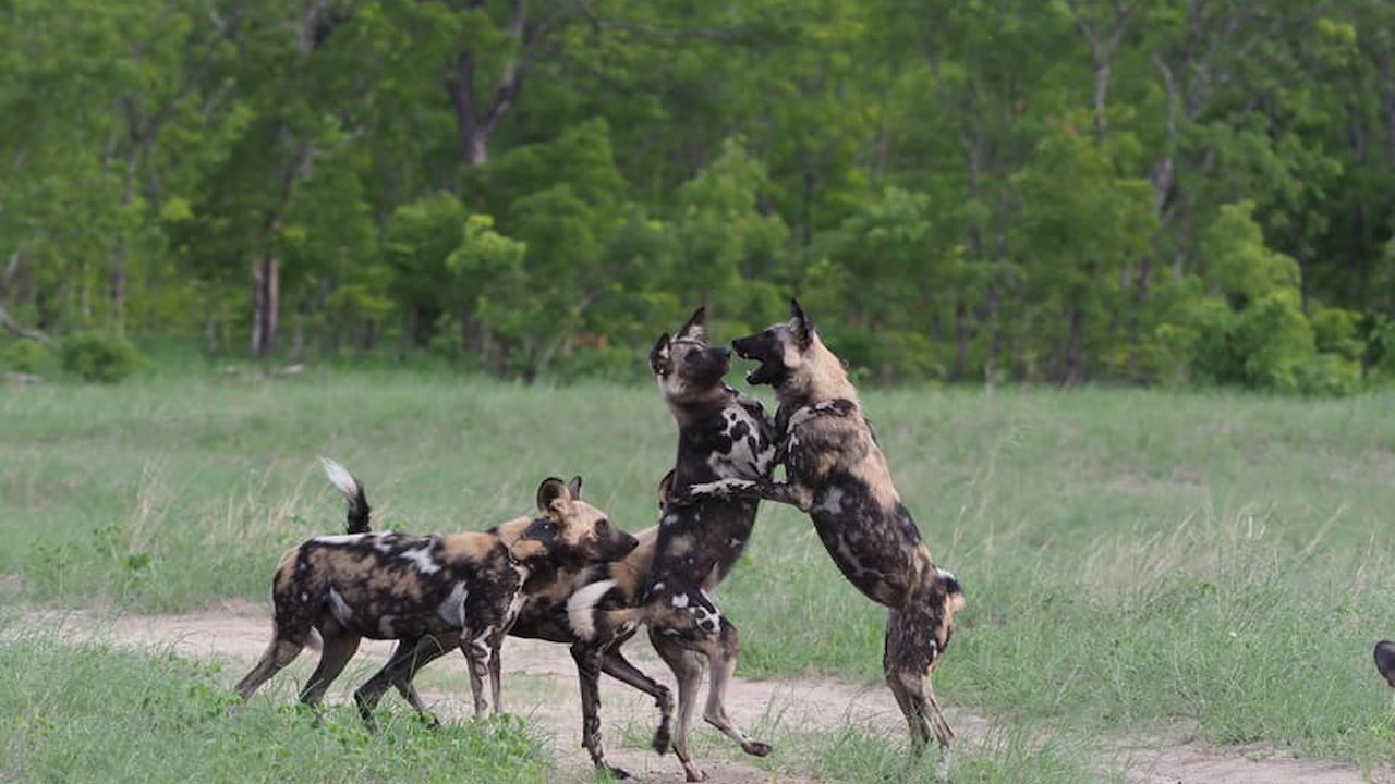 Wilderness Davison's Hwange Wild dogs Zimbabwe