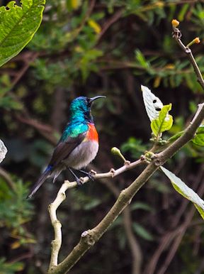 Wilderness Bisate Rwanda Wildlife Sunbird Birding