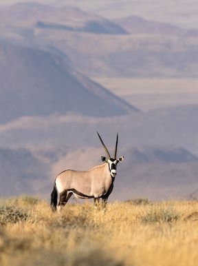 Wilderness Damaraland Camp Namibia Wildlife Oryx