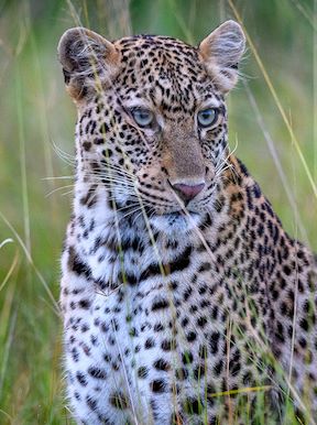 Wilderness Magashi Rwanda Wildlife Leopard