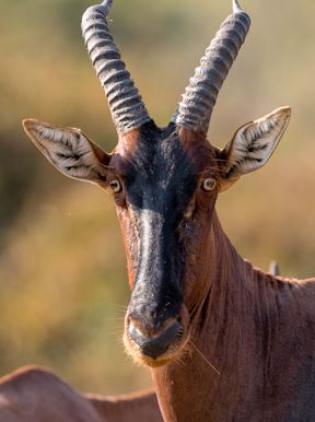 Wilderness Tanzania Wildlife Topi