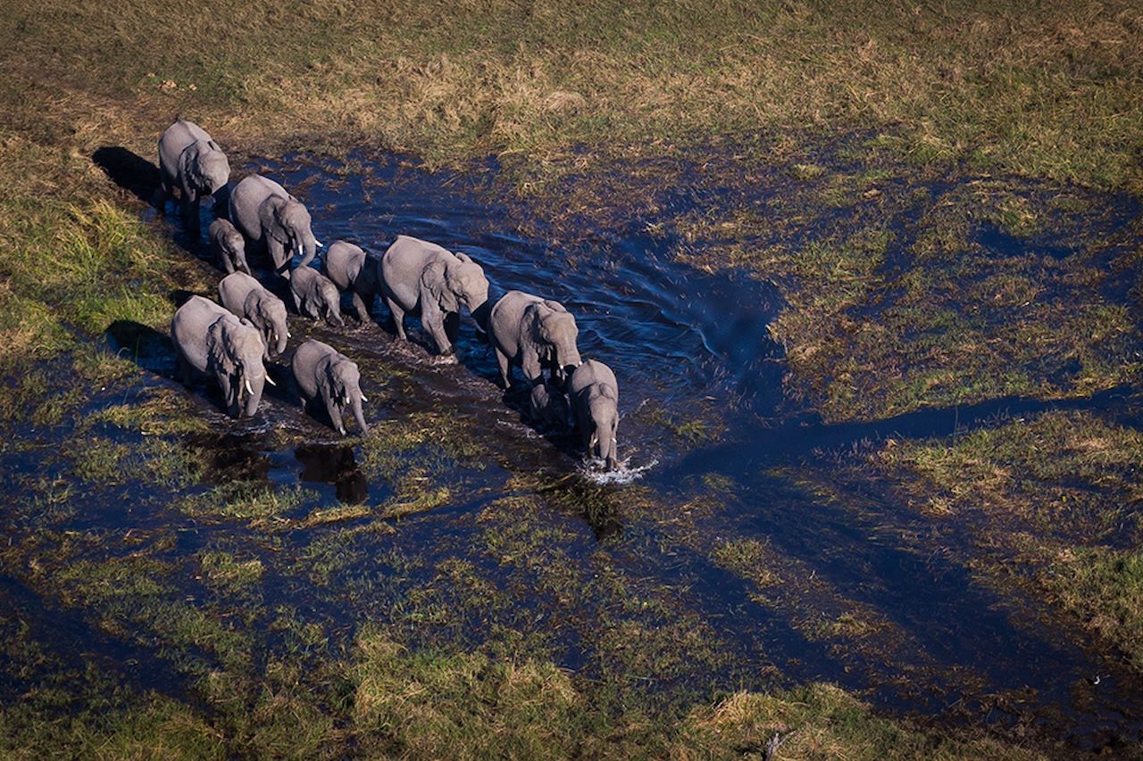 Wilderness Mombo Botswana Wildlife Elephant Walking Through Water