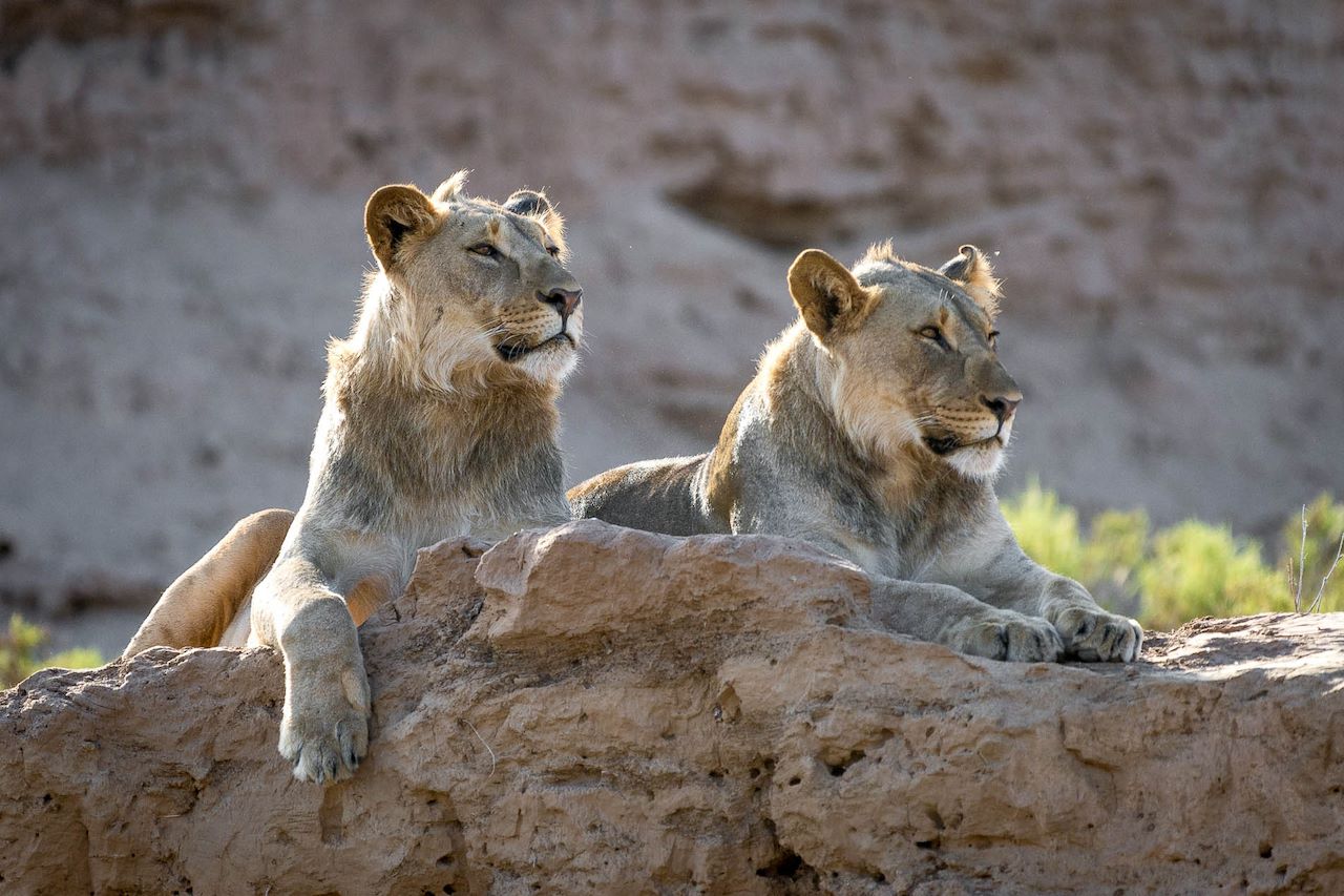 Wilderness Partnerships Lionscape Desert Lions