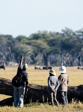 Wilderness Davisons Zimbabwe Activities Walking Safari