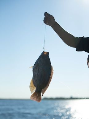 Wilderness Dumatau Botswana Activities Fishing
