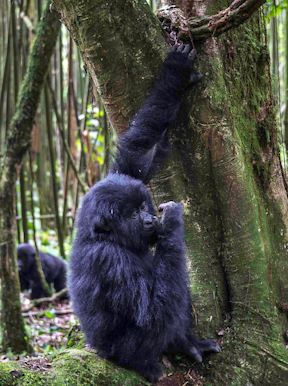 Wilderness Bisate Rwanda Activities Gorilla Trekking