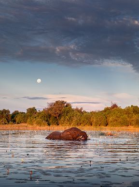 Wilderness Dumatau Botswana Wildlife Elephant