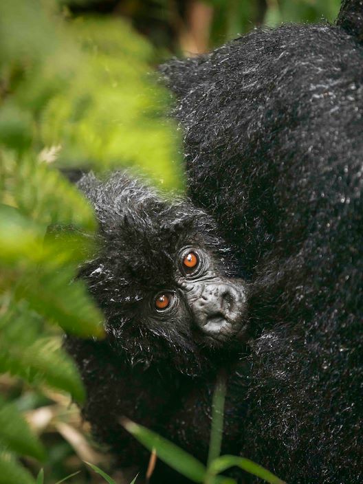 Wilderness Experiences Gorilla Trekking Rwanda