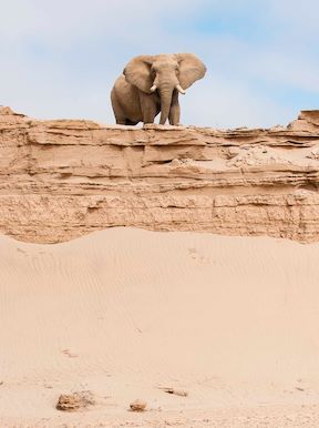 Wilderness Hoanib Skeleton Coast Namibia Wildlife Elephant