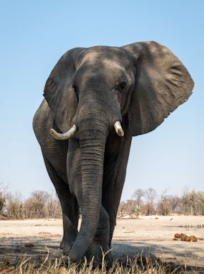 Wilderness Kings Pool Botswana Wildlife Elephant