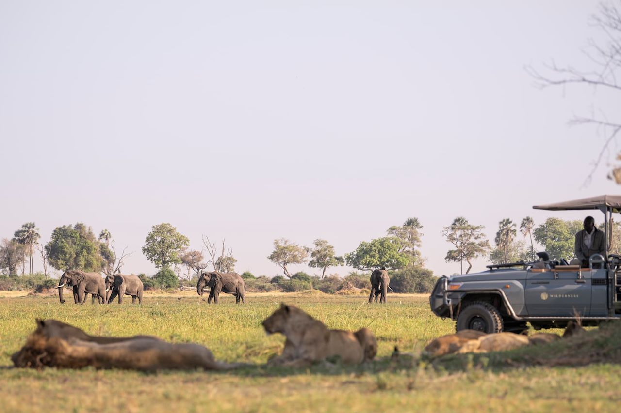 Place of plenty Mombo game drive sighting lions and elephants