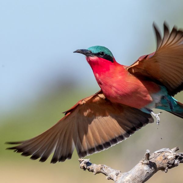 Wilderness Experiences Birding Carming Bee Eater